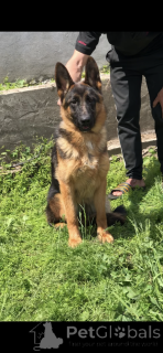 Foto №1. deutscher schäferhund - zum Verkauf in der Stadt Srbobran | 250€ | Ankündigung № 139199