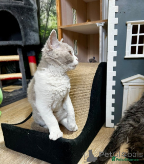 Foto №3. Selkirk Rex-Kätzchen jetzt bereit. Österreich