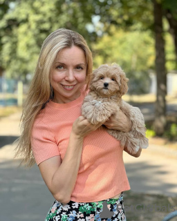 Foto №3. Maltipoo-Welpen, aufgewachsen in einem Familienhaus. Deutschland