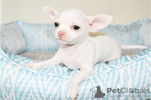 Foto №3. Entzückende Chihuahua-Welpen zur kostenlosen Adoption. Deutschland