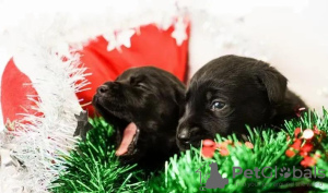 Foto №3. Hervorragende schwarze Labrador-Welpen. Ukraine