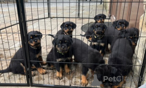 Foto №2 zu Ankündigung № 114831 zu verkaufen rottweiler - einkaufen USA quotient 	ankündigung