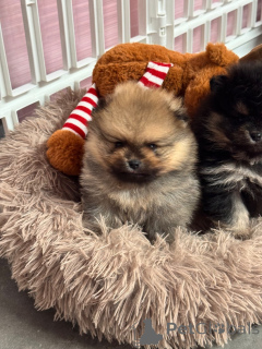 Foto №2 zu Ankündigung № 162730 zu verkaufen german spitz - einkaufen Frankreich züchter