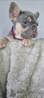 Foto №1. französische bulldogge - zum Verkauf in der Stadt Helsinki | 400€ | Ankündigung № 130491