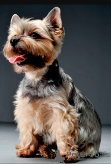 Foto №1. yorkshire terrier - zum Verkauf in der Stadt Olten | 1200€ | Ankündigung № 168928