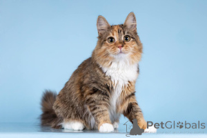 Foto №4. Ich werde verkaufen  in der Stadt Chimki. quotient 	ankündigung - preis - Frei