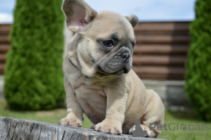 Zusätzliche Fotos: Französische Bulldoggenwelpen