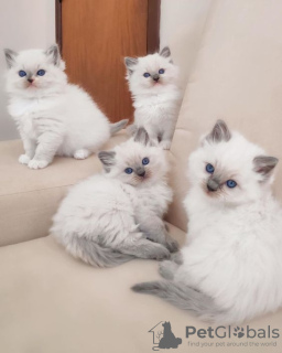 Foto №1. ragdoll-katze - zum Verkauf in der Stadt Copenhague | 237€ | Ankündigung № 124552