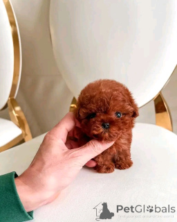 Foto №2 zu Ankündigung № 138973 zu verkaufen pudel (toy) - einkaufen USA quotient 	ankündigung, züchter