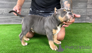 Foto №4. Ich werde verkaufen american bully in der Stadt Bijeljina. züchter - preis - verhandelt