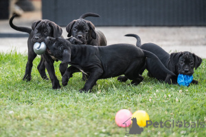 Foto №3. Cane Corso-Welpen. Serbien