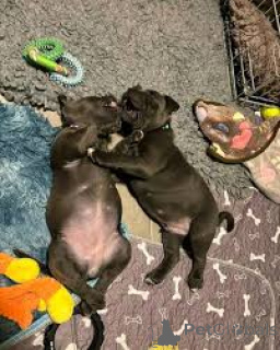 Foto №3. Staffordshire Bull Terrier Welpen zu verkaufen. Großbritannien