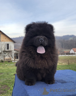 Foto №3. Chow Chow Male Puppies For Sale!. Serbien