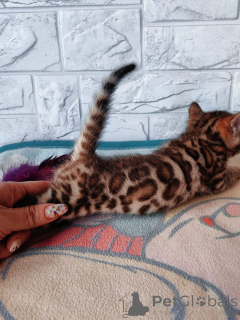 Foto №3. Bengal-Kitten sterben Katzer Ihrer Träume. Österreich