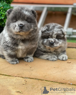 Foto №1. chow-chow - zum Verkauf in der Stadt Stockholm | verhandelt | Ankündigung № 96295