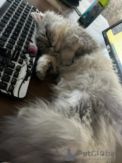 Foto №2. Hotel für Tiere in Schweiz. Price - 150€. Ankündigung № 131515