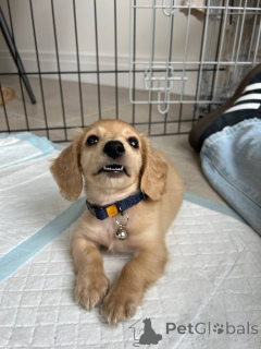 Foto №1. dackel - zum Verkauf in der Stadt Berlin | verhandelt | Ankündigung № 139150