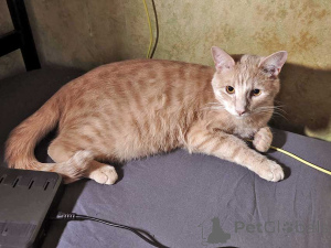 Foto №1.  - zum Verkauf in der Stadt Moskova | Frei | Ankündigung № 163751