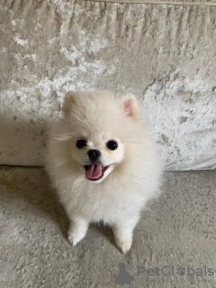 Foto №3. Teetasse Pomeranian. Frankreich