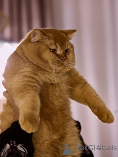 Foto №3. Britisches Kurzhaar-Kätzchen. Niederlande