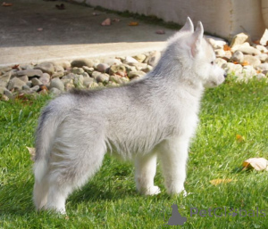 Foto №2 zu Ankündigung № 168783 zu verkaufen shiba - einkaufen USA 