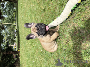 Foto №3. Entzückende französische Bulldoggenwelpen suchen liebevolle Häuser!. Kanada