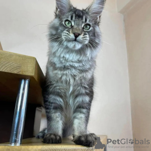 Foto №3. Mainecoon-Kätzchen zur kostenlosen Adoption. Deutschland