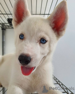 Foto №2 zu Ankündigung № 162868 zu verkaufen siberian husky - einkaufen Tschechische Republik quotient 	ankündigung