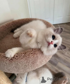 Foto №1. ragdoll-katze - zum Verkauf in der Stadt München | 480€ | Ankündigung № 159052