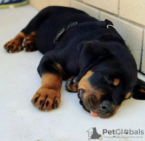 Foto №1. rottweiler - zum Verkauf in der Stadt Oslo | verhandelt | Ankündigung № 65776