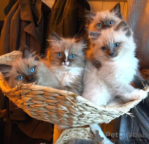 Foto №4. Ich werde verkaufen ragdoll-katze in der Stadt Калифорния Сити.  - preis - verhandelt