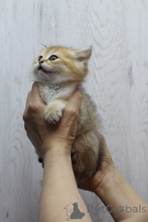 Foto №2 zu Ankündigung № 169287 zu verkaufen schottische faltohrkatze - einkaufen Weißrussland quotient 	ankündigung