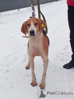 Foto №1. russischer jagdhund - zum Verkauf in der Stadt Moskova | Frei | Ankündigung № 165908