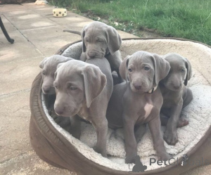 Foto №1. weimaraner - zum Verkauf in der Stadt Augsburg | verhandelt | Ankündigung № 170185