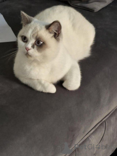 Foto №1. britisch kurzhaar - zum Verkauf in der Stadt Affalterbach | 230€ | Ankündigung № 147275