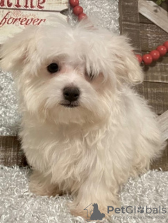 Foto №3. Entzückende männliche und weibliche Malteserwelpen zu verkaufen. USA