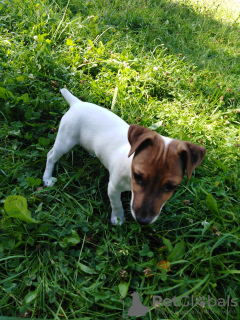 Foto №3. Jack Russell Terrier (Mädchen) sucht Eltern. Völlig bereit sich zu bewegen!. Weißrussland