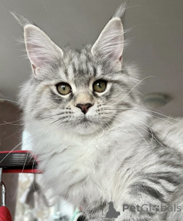 Foto №2 zu Ankündigung № 163172 zu verkaufen maine-coon-katze - einkaufen Deutschland züchter