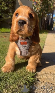 Foto №1. english cocker spaniel - zum Verkauf in der Stadt Alavus | 630€ | Ankündigung № 167786