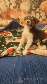 Foto №3. Ein kleiner charismatischer Welpe sucht nach den freundlichsten Stiften!. Russische Föderation