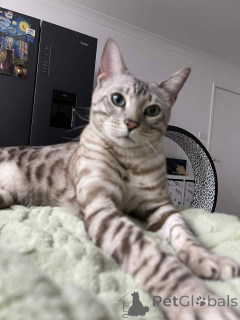 Foto №1. bengal katzenrasse - zum Verkauf in der Stadt Dübendorf | 750€ | Ankündigung № 152644