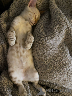 Foto №3. Wunderschöne reinrassige Bengal-Kätzchen suchen ihr Zuhause für immer. Deutschland