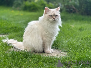 Foto №1. ragdoll-katze - zum Verkauf in der Stadt Alingsq | verhandelt | Ankündigung № 155401