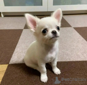 Foto №2 zu Ankündigung № 131997 zu verkaufen chihuahua - einkaufen Niederlande züchter