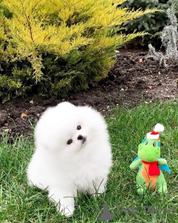 Foto №4. Ich werde verkaufen pommersche spitz in der Stadt Bregenz. quotient 	ankündigung - preis - 404€