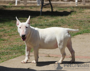 Foto №2 zu Ankündigung № 106399 zu verkaufen bullterrier - einkaufen Serbien züchter