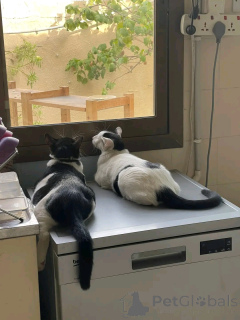 Foto №4. Ich werde verkaufen perserkatze in der Stadt Helsinki. quotient 	ankündigung, aus dem tierheim - preis - 550€