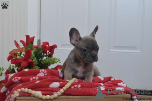 Foto №3. Blue French Bulldog Welpen bereit für neues Zuhause jetzt bereit. USA