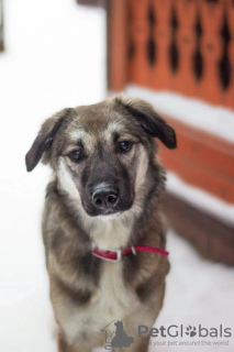 Foto №1. mischlingshund - zum Verkauf in der Stadt Pushkino | Frei | Ankündigung № 18272