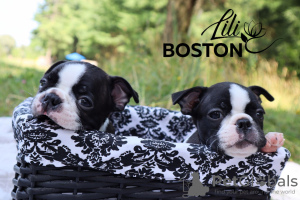 Foto №1. boston terrier - zum Verkauf in der Stadt Orscha | verhandelt | Ankündigung № 11560